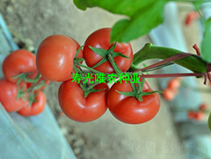 ����350F1-�۹����ѷN��-Ψ�r�N�I