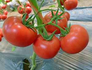 �P��F1-�۹����ѷN��-Ψ�r�N�I