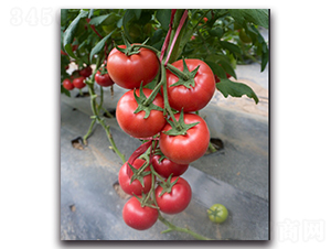 ����6̖F1-�۹����ѷN��-Ψ�r�N�I