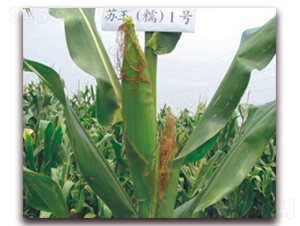 �K��Ŵ1̖-Ŵ���׷N��-�к̷N�I