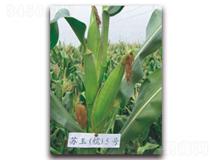 �K��Ŵ5̖-Ŵ���׷N��-�к̷N�I