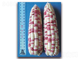 �K��Ŵ11̖-Ŵ���׷N��-�к̷N�I