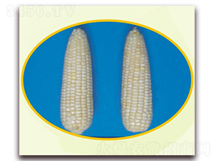 �K��Ŵ13̖-Ŵ���׷N��-�к̷N�I