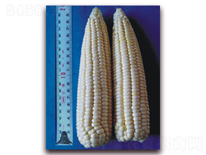 �K��Ŵ14̖-Ŵ���׷N��-�к̷N�I