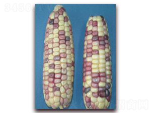 �K��Ŵ18̖-Ŵ���׷N��-�к̷N�I