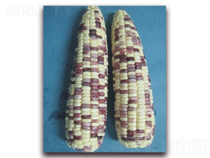 �K��Ŵ901̖-Ŵ���׷N��-�к̷N�I