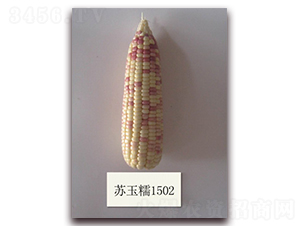 �K��Ŵ1502̖-Ŵ���׷N��-�к̷N�I