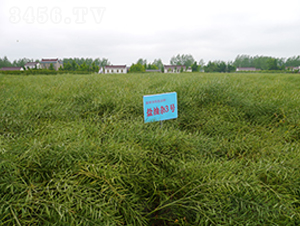 �}���s3̖-�Ͳ˷N��-�к̷N�I