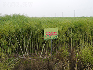 ���s1818-�Ͳ˷N��-�к̷N�I