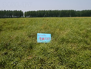 ����737-�Ͳ˷N��-�к̷N�I