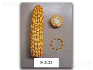 �K��22̖-���׷N��-�к̷N�I