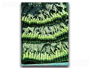 名人-芥藍種子-亙青