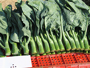 ǧ��-���{�N��-����