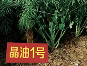 ����1̖-�Ͳ˷N��-��һ�N�I