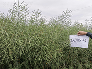 �c��8̖-�Ͳ˷N��-��һ�N�I