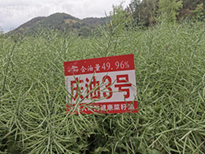 �c��3̖-�Ͳ˷N��-��һ�N�I