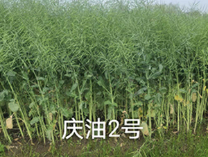 �c��2̖-�Ͳ˷N��-��һ�N�I