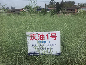 �c��1̖-�Ͳ˷N��-��һ�N�I