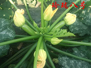 �ᭇ��̖-�����J�N��-�r���r�I