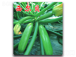 ����ؐ-�����J�N��-�r���r�I