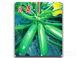 ؐ��-�����J�N��-�r���r�I