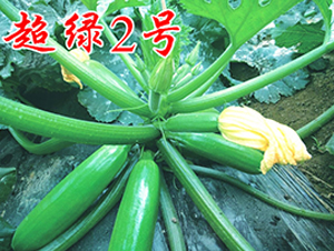 ���G2̖-�����J�N��-�r���r�I