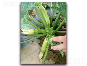 ���G2̖-�����������J�N��-�r���r�I