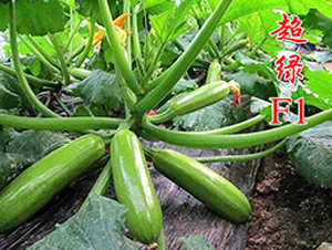 ���GF1-�����J�N��-�r���r�I