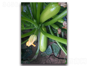 Խ���ͺ������J�N��-�r���r�I