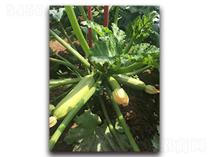 ���G3̖-�͟��ͺ����������J�N��-�r���r�I