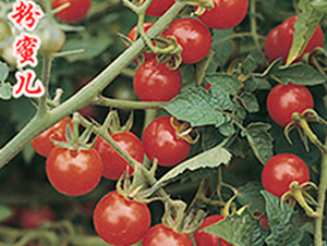 ���ۃ�-���ҷ��ѷN��-�r���r�I