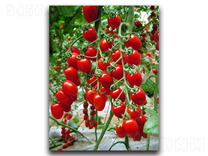 ����ʺ�1̖-���ѷN��-�r���r�I