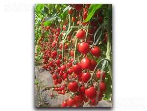 �����F��2̖-���ѷN��-�r���r�I