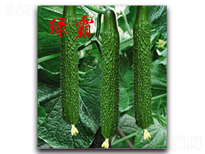 綠霸-黃瓜種子-農人農業
