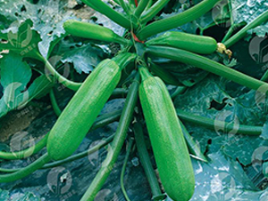 �Є�����-�����J�N��-�Є����S