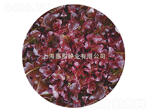 �t���~-���˷N��-�ݺͷN�I(y��)