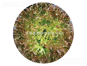 ����-���˷N��-�ݺͷN�I(y��)