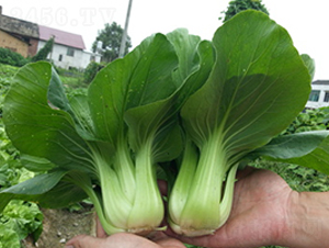 ζ��2̖-�๣�˷N��-�������r(n��ng)�I(y��)