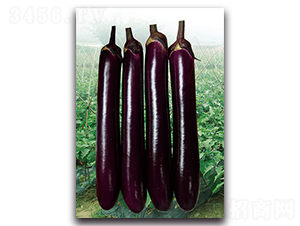 紫紅長茄-茄子種子-湘妹子農(nóng)業(yè)