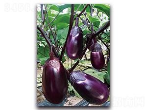 ����t��-���ӷN��-�������r�I