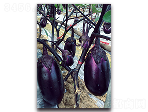 紫紅圓茄-茄子種子-湘妹子農業