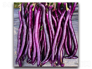 錦秀-茄子種子-湘妹子農業