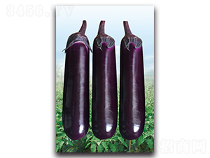 AAA燒烤棒茄-茄子種子-湘妹子農業