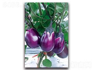 精品湘早紅茄-茄子種子-湘妹子農業