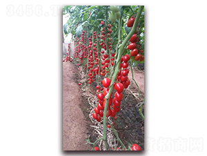 361-���ѷN��-����N�I