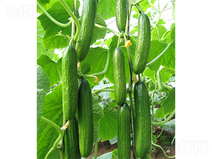 �G��һ̖-�S�ϷN��-ɽ�|��Դ