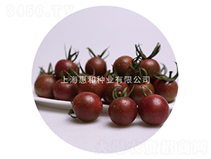 黑珍珠二號-小番茄種子-惠和種業