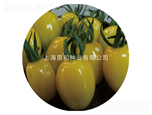 黃金梨-小番茄種子-惠和種業