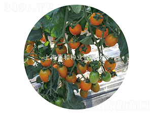 黃冠三號-小番茄種子-惠和種業
