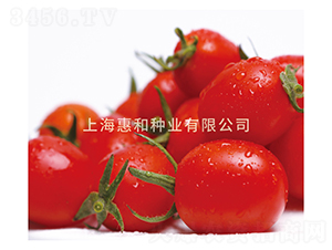 靚麗601-小番茄種子-惠和種業